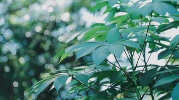 Rich green leaves of a tree waving in wind. Beautiful roundish bokeh. Sun shining through. Abstract slow motion shot video