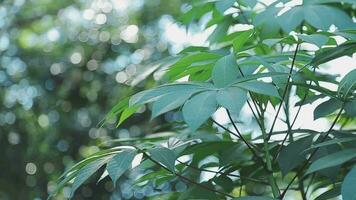 Rico verde hojas de un árbol ondulación en viento. hermosa casi redondo Bokeh. Dom brillante a través de. resumen lento movimiento Disparo video