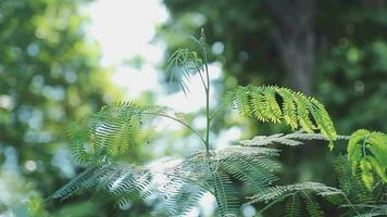 rico verde folhas do uma árvore acenando dentro vento. lindo arredondado bokeh. Sol brilhando através. abstrato lento movimento tiro video