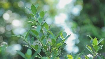 Rico verde hojas de un árbol ondulación en viento. hermosa casi redondo Bokeh. Dom brillante a través de. resumen lento movimiento Disparo video