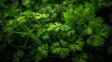 Realistic photo of a bunch of parsley. top view vegetables scenery. AI Generated