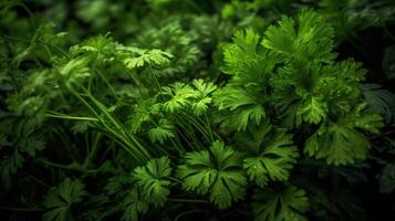 Realistic photo of a bunch of parsley. top view vegetables scenery.