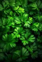 Realistic photo of a bunch of parsley. top view vegetables scenery. AI Generated