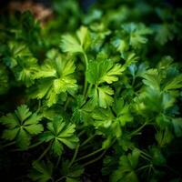 Realistic photo of a bunch of parsley. top view vegetables scenery. AI Generated