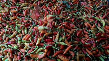 Footage Abundance of fresh Organic Red chilies video