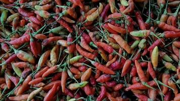 Footage Abundance of fresh Organic Red chilies video