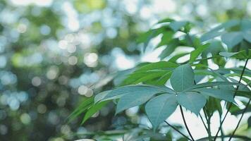 Rich green leaves of a tree waving in wind. Beautiful roundish bokeh. Sun shining through. Abstract slow motion shot video