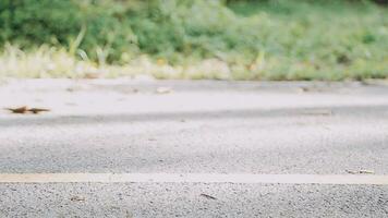 A young woman runner runs at sunset in a park in the park. video