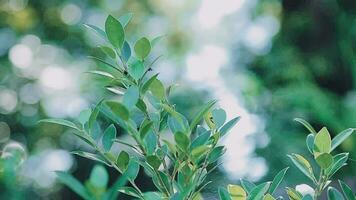 Rich green leaves of a tree waving in wind. Beautiful roundish bokeh. Sun shining through. Abstract slow motion shot video