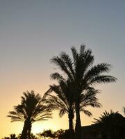 Palm trees outlines and resort houses photo