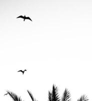Birds flying over a palm tree photo