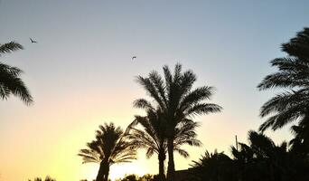 Tropical landscape with palm trees at sunrise photo