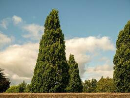 Trees over the stone fence background photo