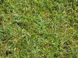 Green grass background, summer lawn, field close view photo