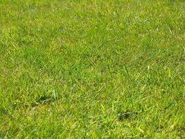 Green grass background, summer lawn, field close view photo