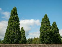 Trees over the stone fence background photo