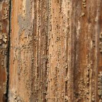 Natural wooden texture photo