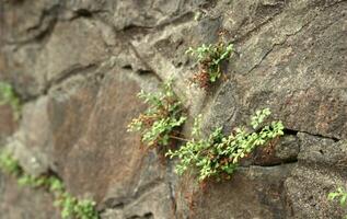 Green grass in a mountain photo