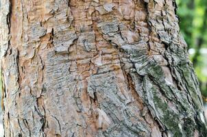 Tree trunk close view photo