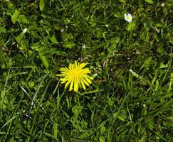 Dandelion and daisy flowers in green grass photo