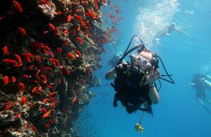 buceo en el rojo mar en Egipto, tropical arrecife foto