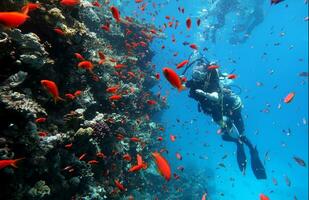 buceo en el rojo mar en Egipto, tropical arrecife foto