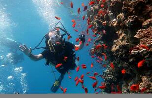 Diving in the Red Sea in Egypt, tropical reef photo