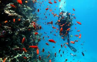 buceo en el rojo mar en Egipto, tropical arrecife foto