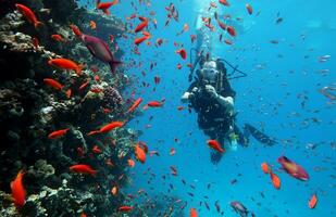 buceo en el rojo mar en Egipto, tropical arrecife foto