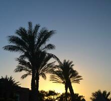 Palm trees at sunrise photo