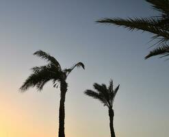 Palm trees at tropical sunrise photo