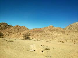 Desierto tierra con montañas y mar foto