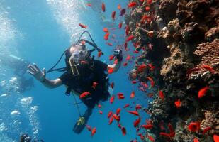 Diving in the Red Sea in Egypt, tropical reef photo