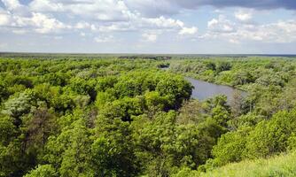 Green forest under deep blue sky photo