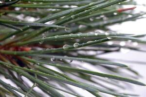 Pine tree needles with water drops photo