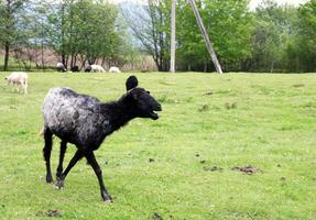 Black goat at a farm photo