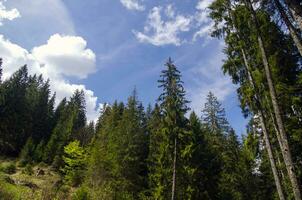 Forest in the mountains photo