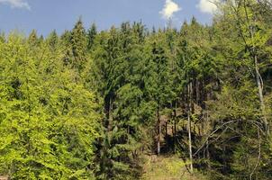 Summer forest in mountains photo