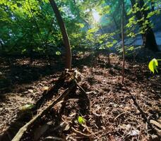 verde bosque antecedentes. naturaleza y Dom vigas foto