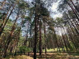 Green forest background. Nature and sun beams photo