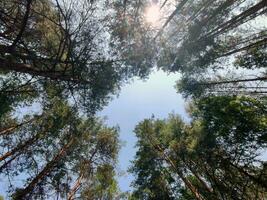 Green forest background. Nature and sun beams photo