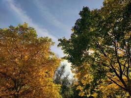 Autumn forest and the blue sky background. Bright trees in the fall photo