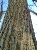 Bark pattern close view, natural forest background photo