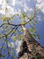 Summer tree in the sun rays photo