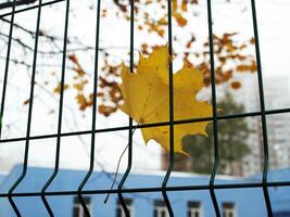 hoja de otoño amarilla foto