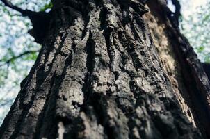 corteza de árbol viejo foto