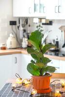 ficus lirata en un maceta en el interior de el casa en el cocina, iluminado por guirnalda lámparas en conserva planta en un verde casa foto