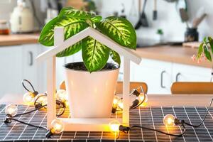 dieffenbachia in a pot in the interior of the house in the kitchen, illuminated by garland lamps and miniature of house project with keys. Potted plant in green house, real estate rental, insurance photo