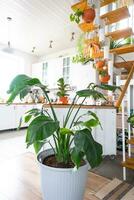 Strelitzia nicolai in a pot in the interior of the house in the kitchen, illuminated by garland lamps. Potted plant in a green house photo