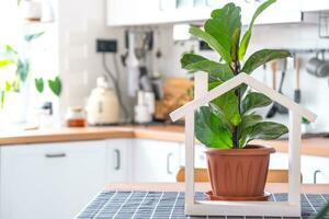 ficus lirata en un maceta en el interior de el casa en el cocina, iluminado por guirnalda lámparas en conserva planta en un verde casa foto